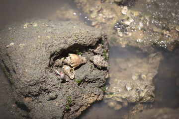 Small Conch Shells on the shoreline of the Atlantic Ocean