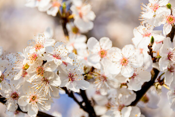 Blüten der Schlehe im Frühling