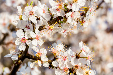 Blüten der Schlehe im Frühling