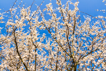 Blüten der Schlehe im Frühling