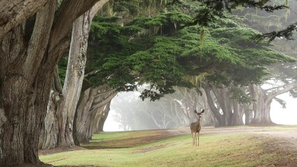Wild young deer grazing, green lawn grass. Fawn calf animal in freedom, cypress trees tunnel or...