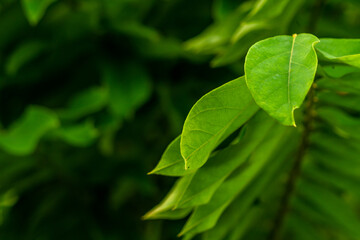 The leaves of the bilimbi plant are thin green, a tropical fruit plant