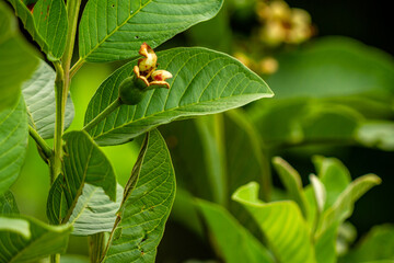 Prospective fruit of guava plant hanging on small wooden twigs, brown, stiff green leaves