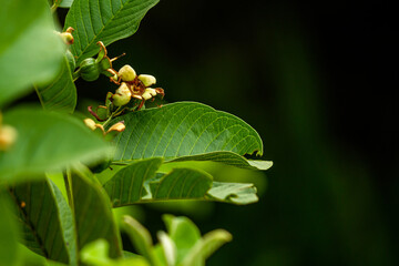 Prospective fruit of guava plant hanging on small wooden twigs, brown, stiff green leaves