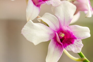 A purple and white dendrobium orchid flower, green stem and leaves