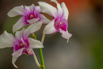 A purple and white dendrobium orchid flower, green stem and leaves