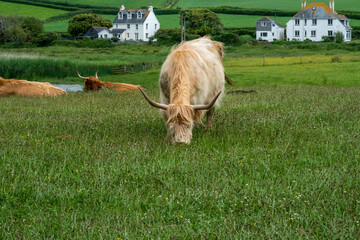 Highland cattle grazing on grass on a farm in Devon