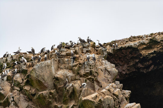 paracas in peru