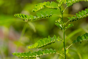 Green grass called Carry me seed, has small green leaves