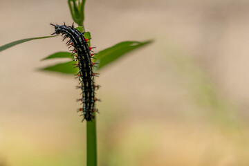 Caterpillar named thorn caterpillar which has a color combination of black and striking red circles