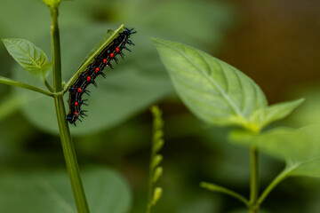 Caterpillar named thorn caterpillar which has a color combination of black and striking red circles
