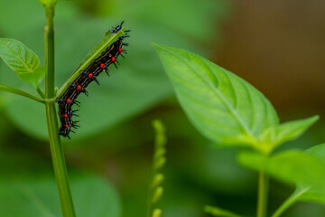 Caterpillar named thorn caterpillar which has a color combination of black and striking red circles