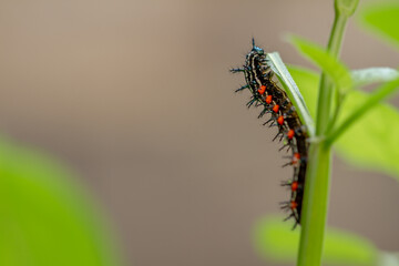 Caterpillar named thorn caterpillar which has a color combination of black and striking red circles