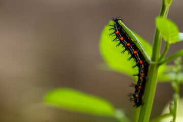 Caterpillar named thorn caterpillar which has a color combination of black and striking red circles