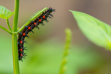 Caterpillar named thorn caterpillar which has a color combination of black and striking red circles