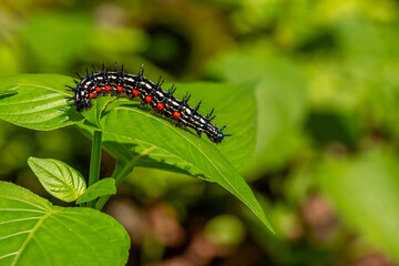 Caterpillar named thorn caterpillar which has a color combination of black and striking red circles
