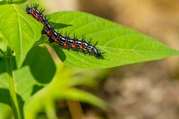 Caterpillar named thorn caterpillar which has a color combination of black and striking red circles