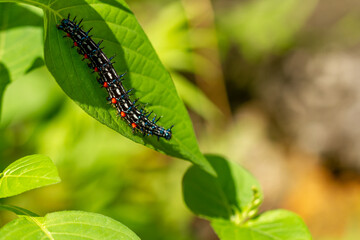 Caterpillar named thorn caterpillar which has a color combination of black and striking red circles