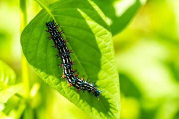 Caterpillar named thorn caterpillar which has a color combination of black and striking red circles