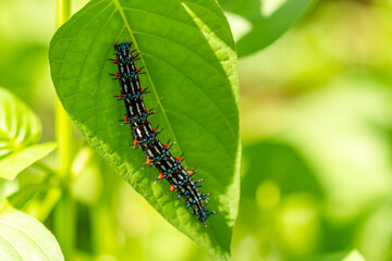 Caterpillar named thorn caterpillar which has a color combination of black and striking red circles