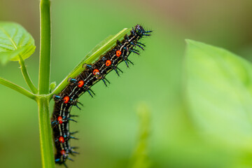 Caterpillar named thorn caterpillar which has a color combination of black and striking red circles
