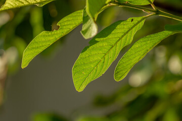 Green leaves of guava plant, slightly rough surface with clearly visible leaf skeleton