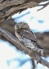 Pearl-spotted Owlet, Kgalagadi