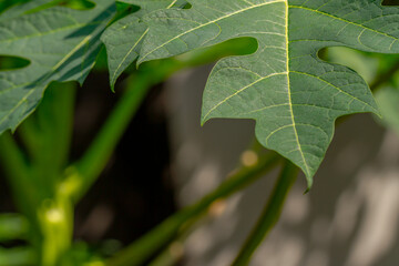 The leaves of the papaya fruit plant are green, can be used for vegetables