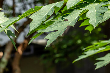 The leaves of the papaya fruit plant are green, can be used for vegetables