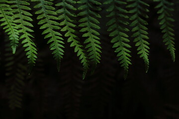 Green fern fronds hanging against a dark forest background. Minimalist botanical texture ideal for nature design, calm environments, foliage patterns, and eco-friendly themes