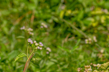 A wild grass called Tropical whiteweed has white fibrous flowers