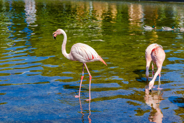pink flamingo isolate on black