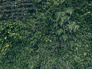 Tropical dark green leaves nature concepts background .