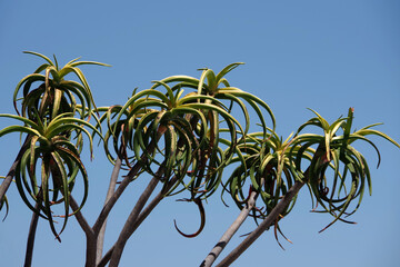 Aloe barberae tree aloe in the desert under blue sky