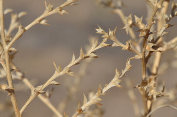 Prairie Tumbleweed, Scotts Bluff, Nebraska