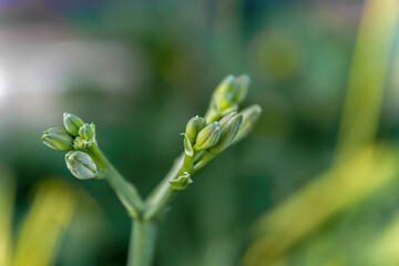 Hemerocallis Happy Hooligan