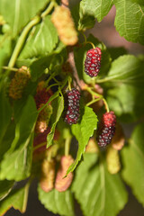 blackberry on the bush