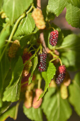 blackberry on the bush