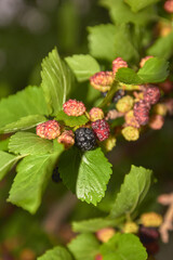 blackberry on the bush