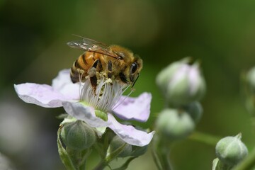 abeille sur une fleur de murier 2