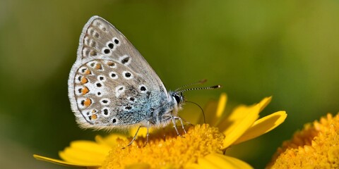 Fototapeta na wymiar papillon azuré sur fleur jaune