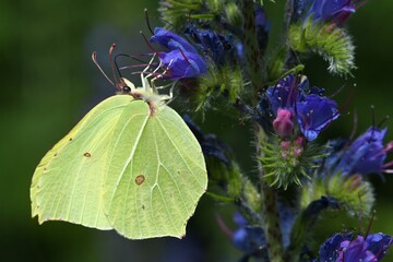 papillon citron sur vip&eacute;rine 3