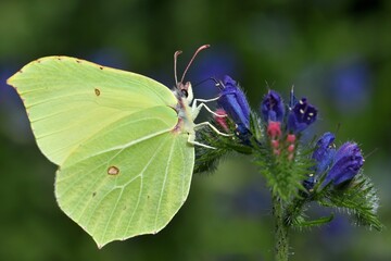 papillon citron sur vipérine 2 © Guy Pracros