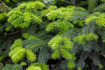 Beautiful fluffy branches of a Christmas tree with young green shoots. Evergreen conifers.