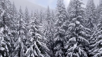 It's a winter wonderland. Flying over a fresh snow covered forest in Oregon - Powered by Adobe