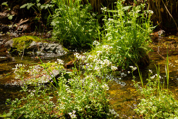 Fototapeta premium a forest stream of clear water among forest flowers and greenery