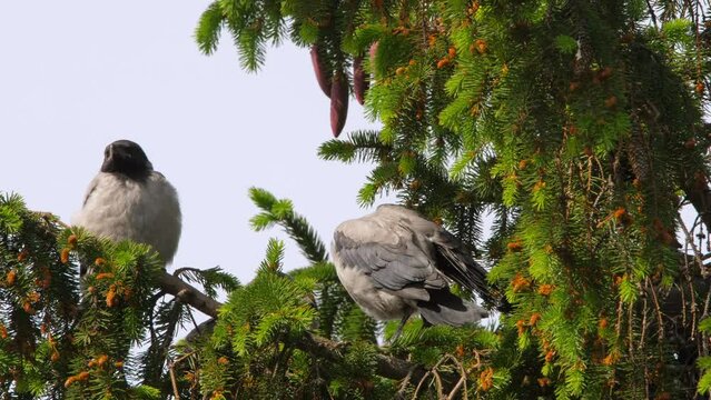 Mother crow and her children. Crow bird feeding baby in the nest. Funny crow family - adult feeding his kids
