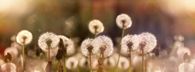 Selective and soft focus on dandelion seeds, on fluffy blow ball, beautiful nature in meadow	 - 510462035