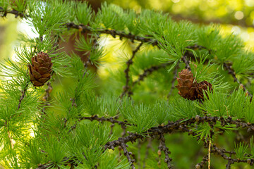 beautiful cones on a larch branch, nature background