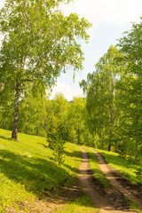 Obraz premium Green forest with a road going into the distance. Photo of a summer or spring forest with young green foliage. Forest road to the thicket. Photo for backgrounds, templates, pictures.